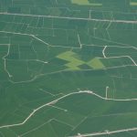 Vista aérea de los arrozales (foto ESTEPA).
