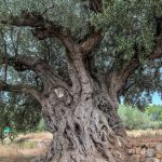 La Morruda, olivo milenario con más de 1.500 años. La Calderona (foto Pep Pelechà).