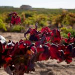 Tierras del vino de Requena-Utiel
